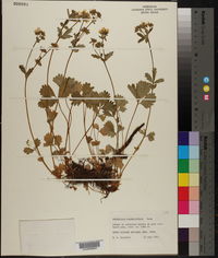 Potentilla flabellifolia image