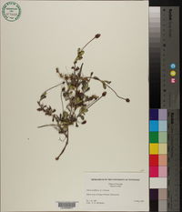 Phyla nodiflora image