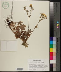 Potentilla gracilis image