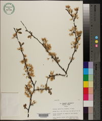 Prunus gracilis image