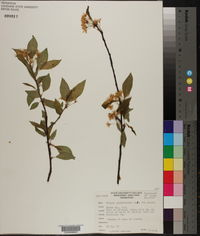 Prunus pensylvanica image