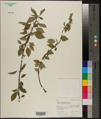 Prunus pensylvanica var. saximontana image