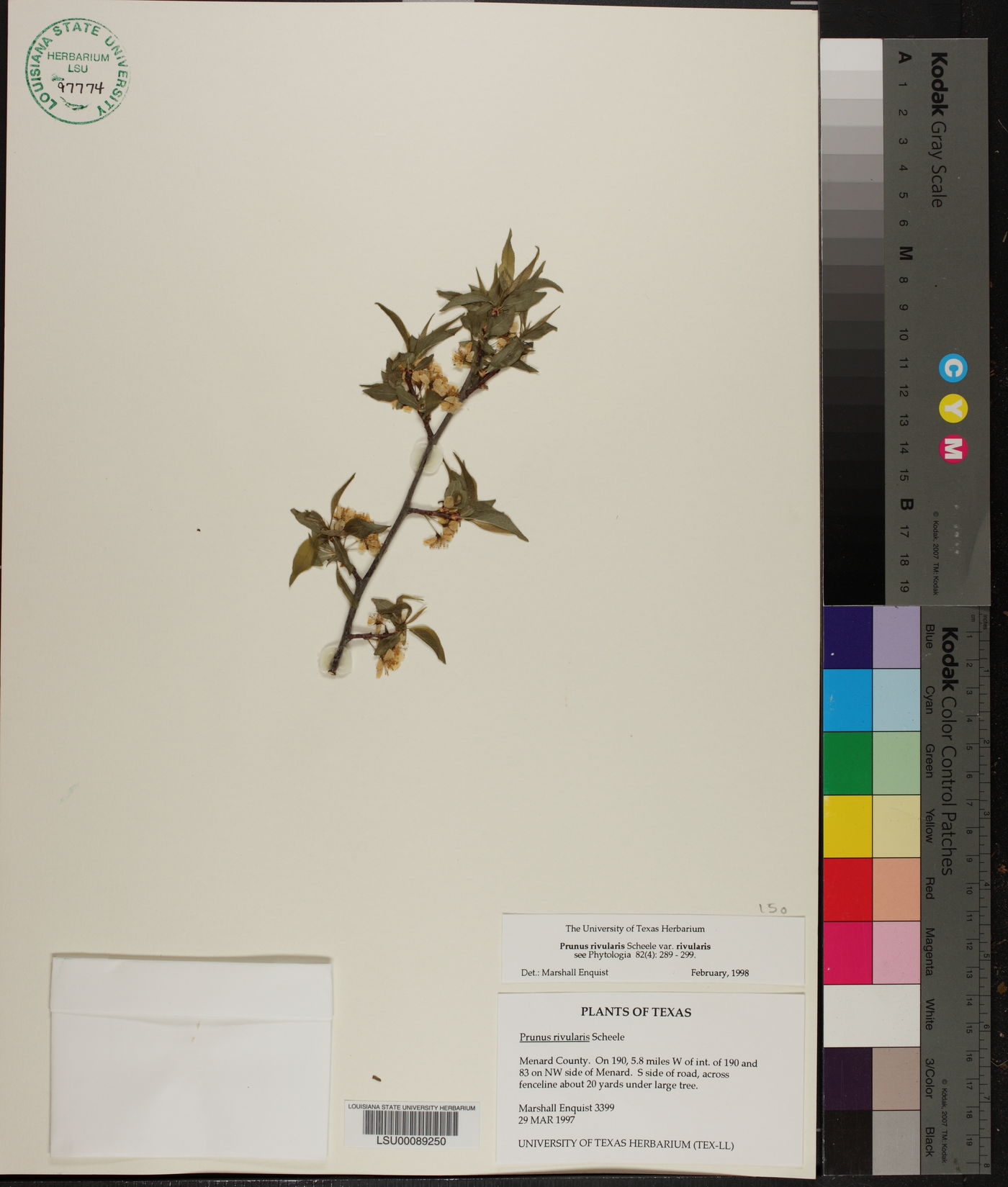 Prunus rivularis var. pubescens image