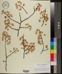 Prunus umbellata image