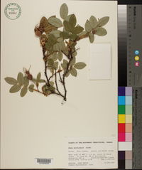 Rosa acicularis image