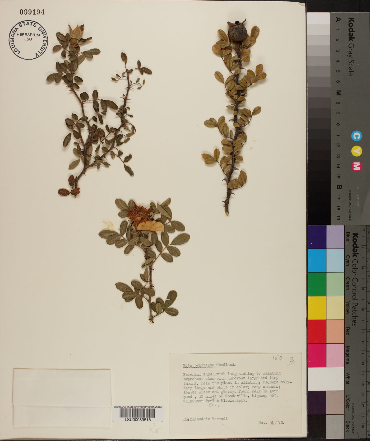 Rosa bracteata image