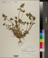 Lamium purpureum image