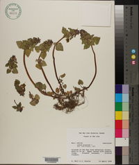 Lamium purpureum image