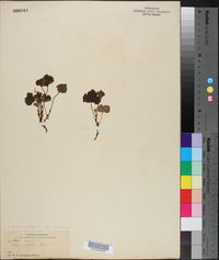 Rubus arcticus image