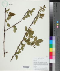 Rubus argutus image