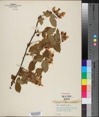 Rubus argutus image