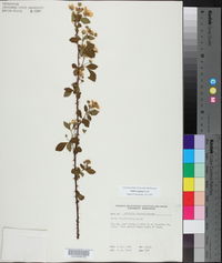 Rubus argutus image