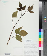 Rubus argutus image