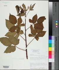 Rubus argutus image