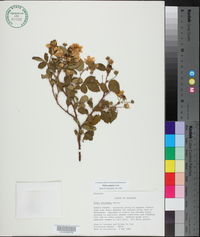 Rubus argutus image