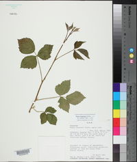 Rubus flagellaris image