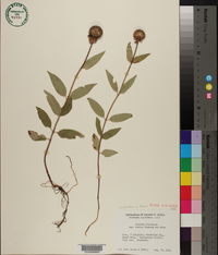 Monarda fistulosa subsp. brevis image