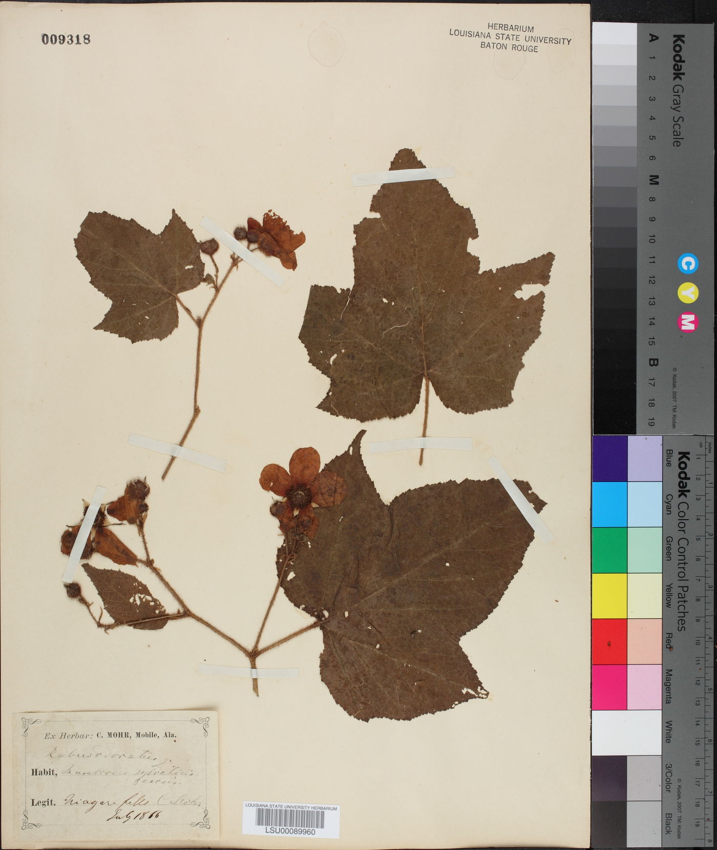Rubus odoratus image