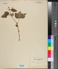 Rubus saxatilis image