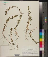 Bacopa monnieri image