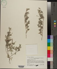 Indigofera texana image