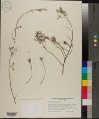 Indigofera texana image