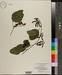Caulinia nigricans image