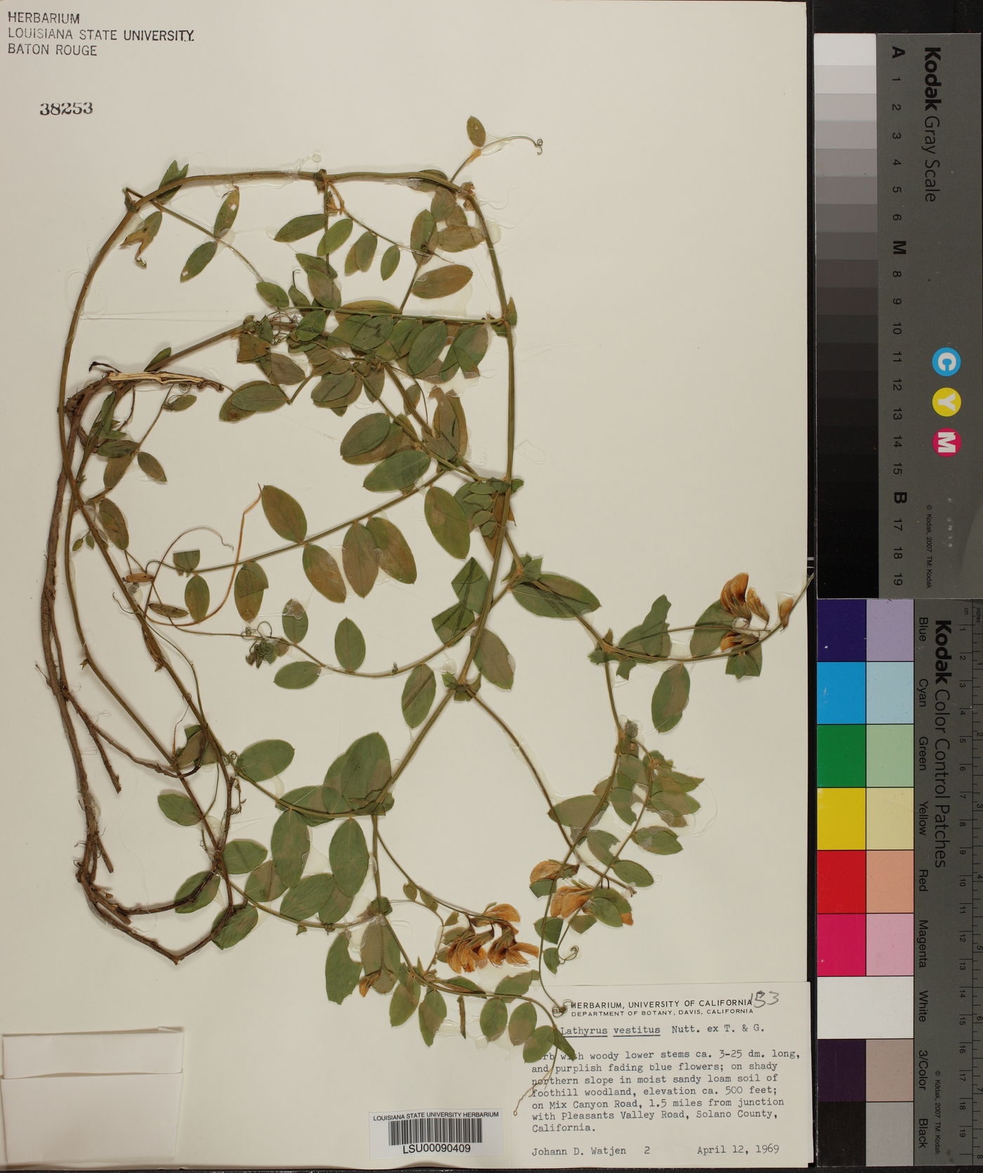 Lathyrus vestitus image