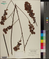 Lespedeza hirta subsp. curtissii image