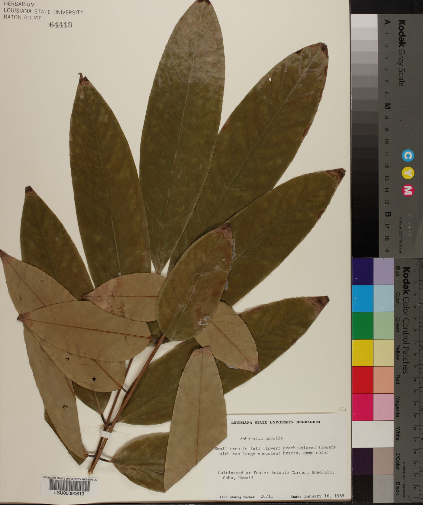 Amherstia nobilis image