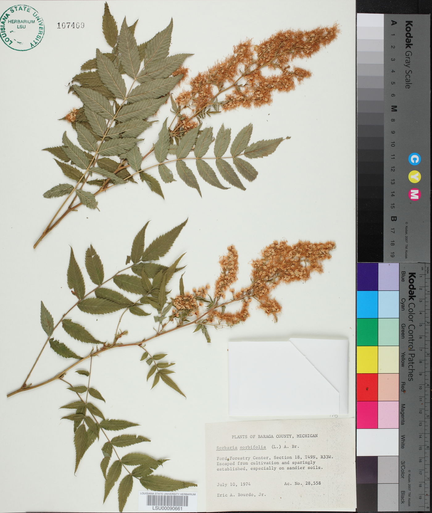 Sorbaria sorbifolia image