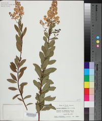 Spiraea alba var. latifolia image