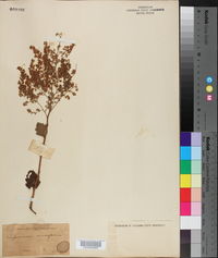 Image of Spiraea ariifolia