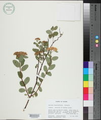 Spiraea beauverdiana image