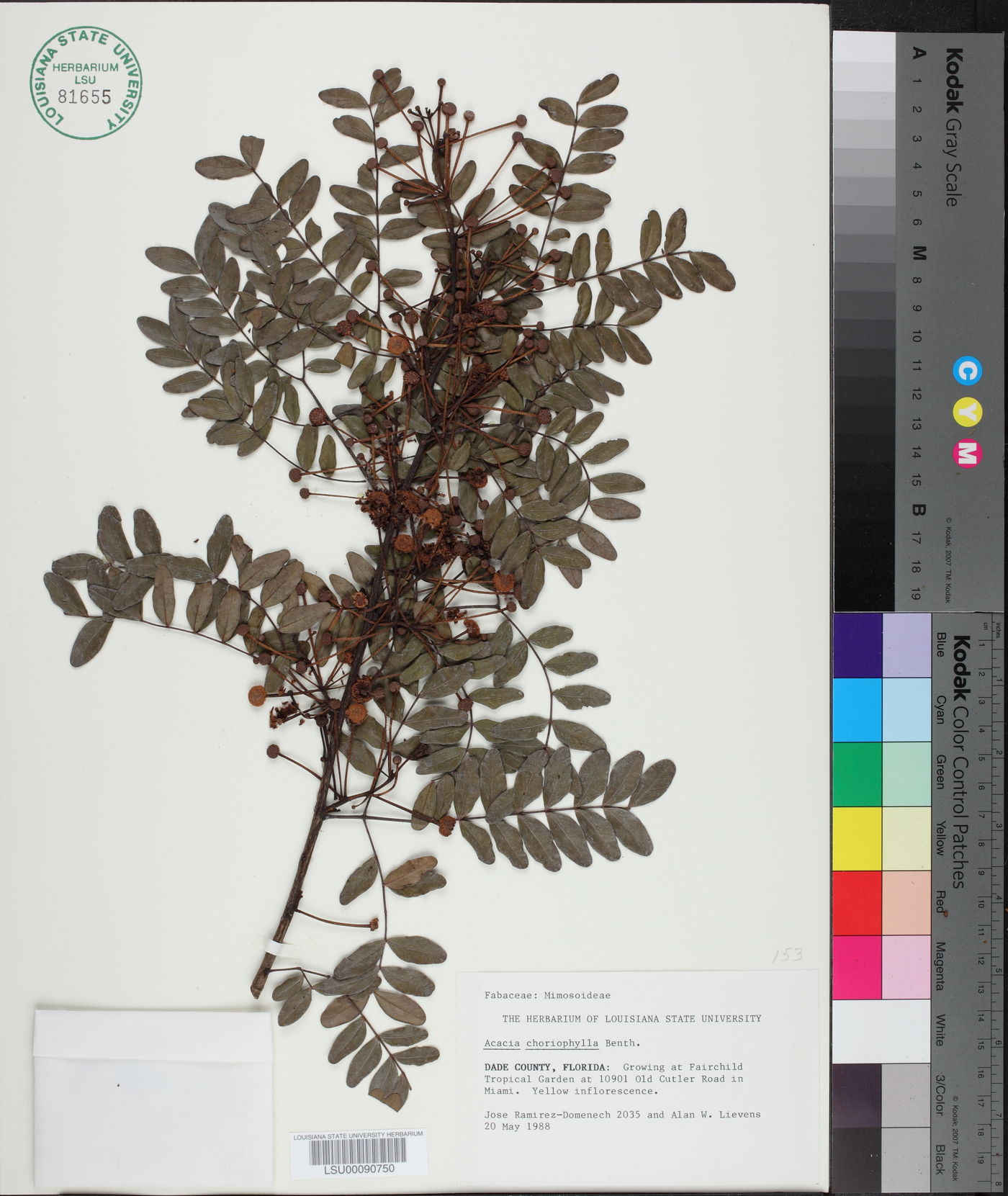 Acacia choriophylla image