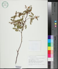 Acacia huarango image
