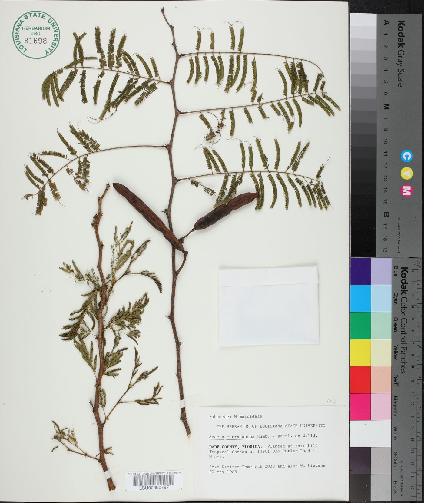 Acacia macracantha image