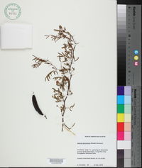 Acacia pinetorum image