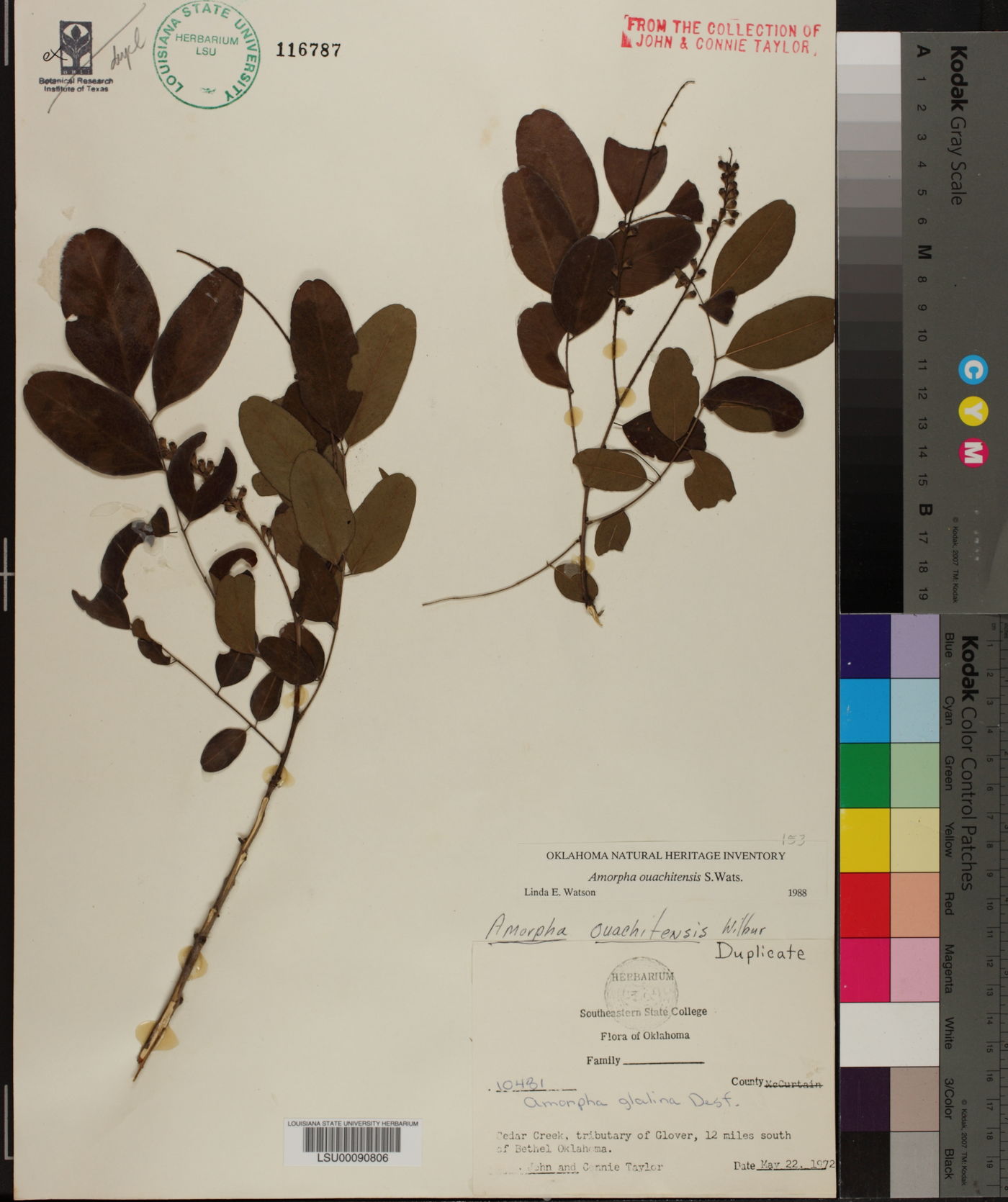 Amorpha ouachitensis image