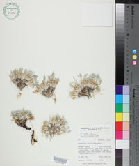 Astragalus gilviflorus var. purpureus image