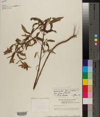 Monarda punctata subsp. punctata image