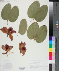 Bauhinia × blakeorum image