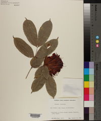 Brownea coccinea subsp. capitella image