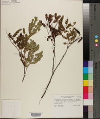 Caesalpinia pauciflora image