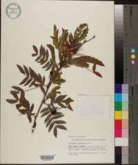 Image of Calliandra riparia