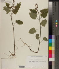 Scutellaria cardiophylla image