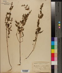 Scutellaria galericulata image