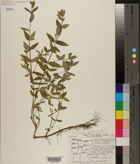 Scutellaria galericulata image