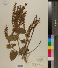 Scutellaria ovata image