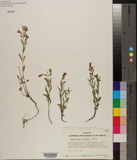 Scutellaria siphocamyploides image